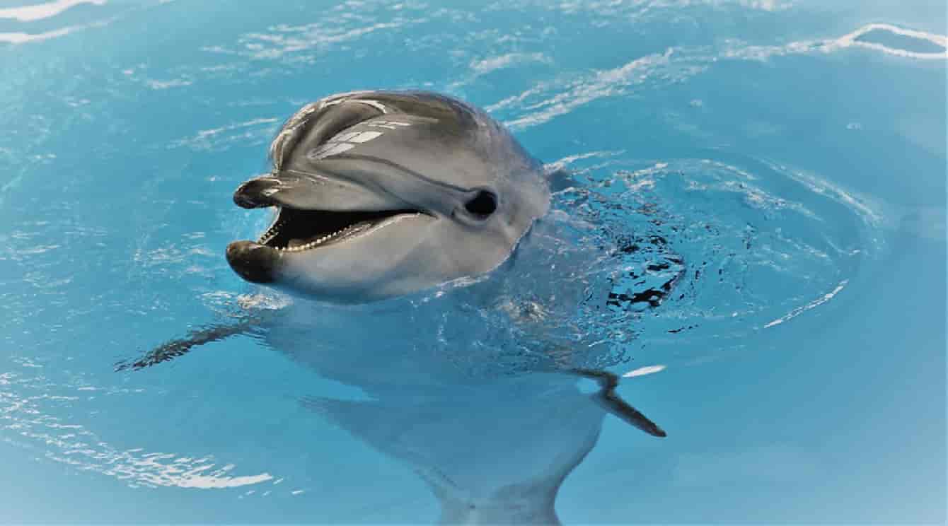 Новосибирский дельфинарий