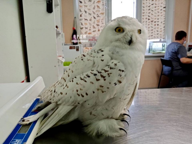 Истощенную дикую птицу нашли на запертом чердаке в Новосибирске