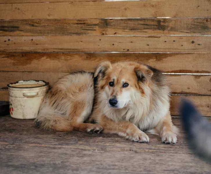 Новосибирский приют собирает деньги на еду кошкам и собакам