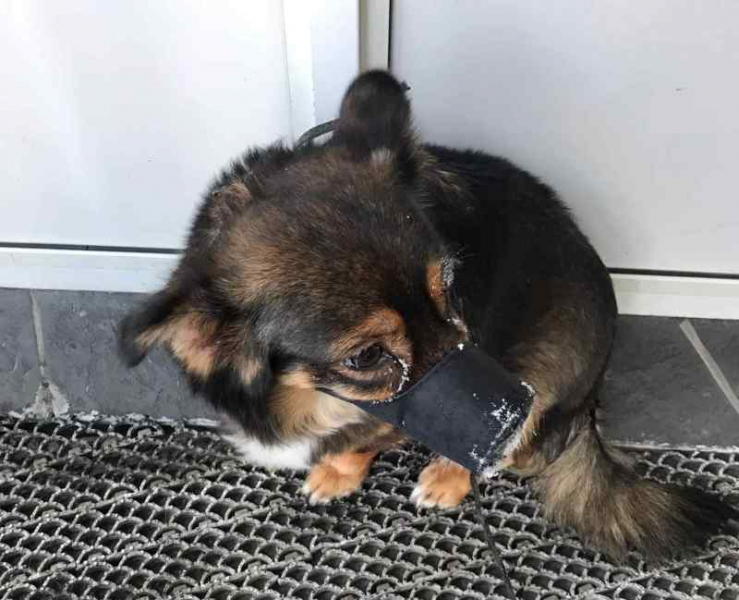«Плачет, морда в инее»: хозяйка оставила собаку на морозе в Новосибирске
