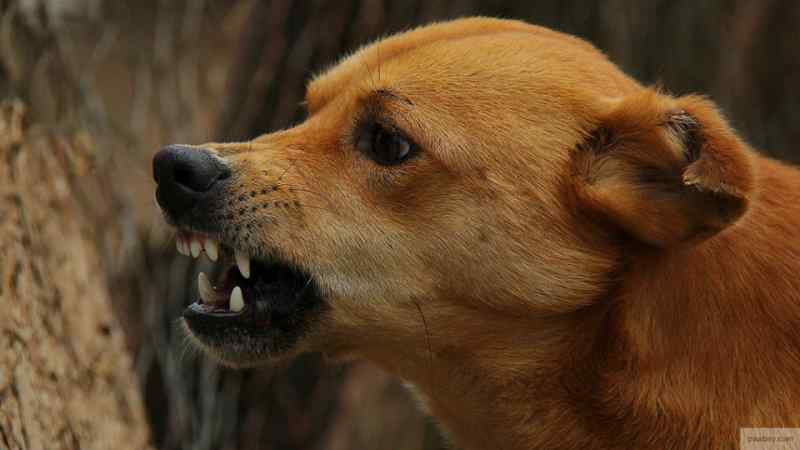 Стая рыжих собак терроризирует жителей Новосибирска