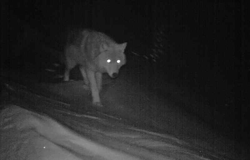 Минприроды Алтайского края объяснило появление волков в Белокурихе