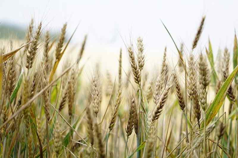 Пшеницу против болезни Альцгеймера выращивают в Новосибирске