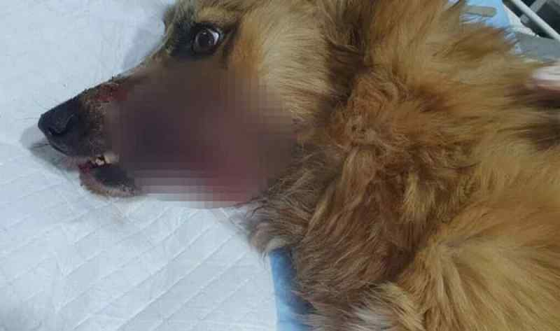 Живодеры взорвали петарду в пасти собаки: сибиряки спасают жизнь животного