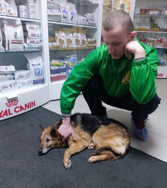 «Это шокировало всех нас»: собаку с пулей в ноге спасают в Новосибирске