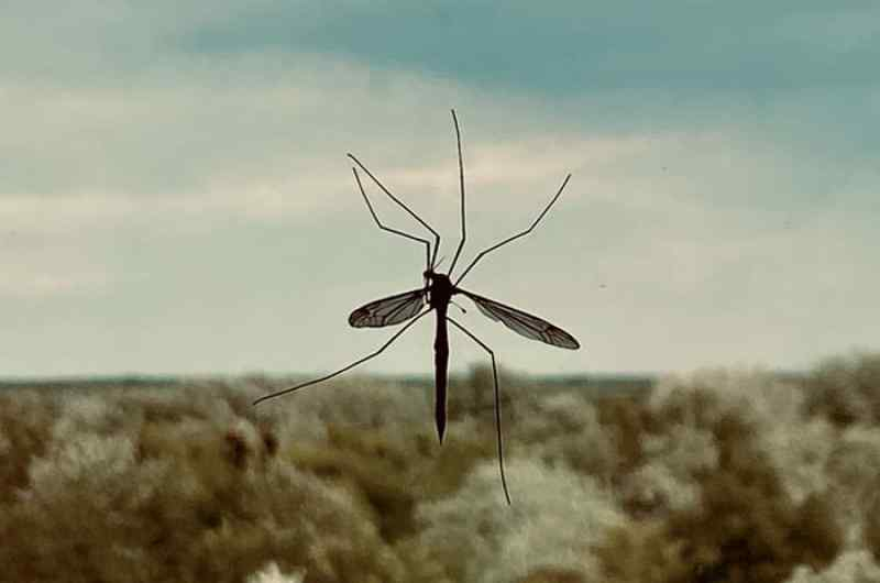 Лихорадка денге зафиксирована в Новосибирске