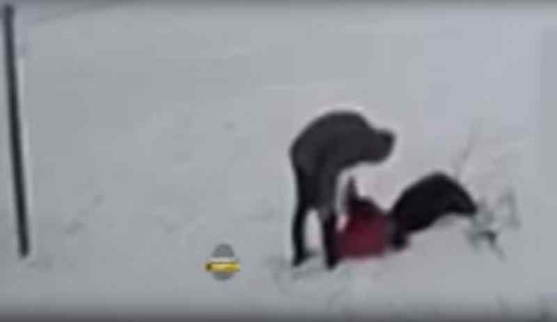 Новосибирец избил подростков-танцоров за сломанного снеговика