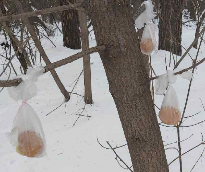 «Обряд какой-то»: новосибирцев напугали загадочные яйца на деревьях