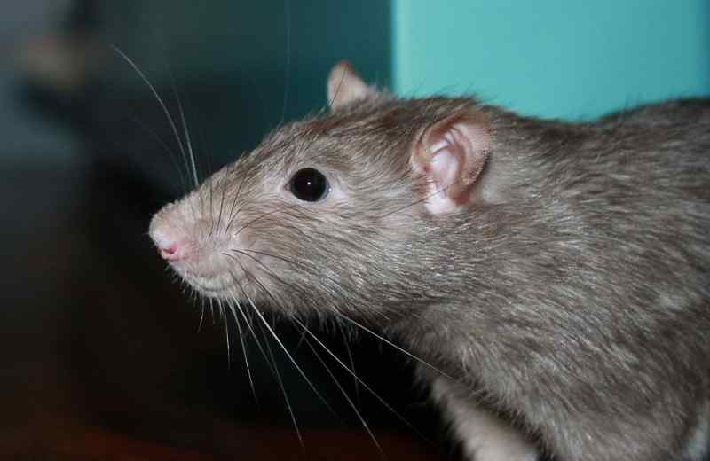 Полчище дохлых крыс у магазина шокировали новосибирца