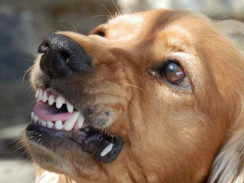 В Новосибирской области стая собак нападает на детей и стариков