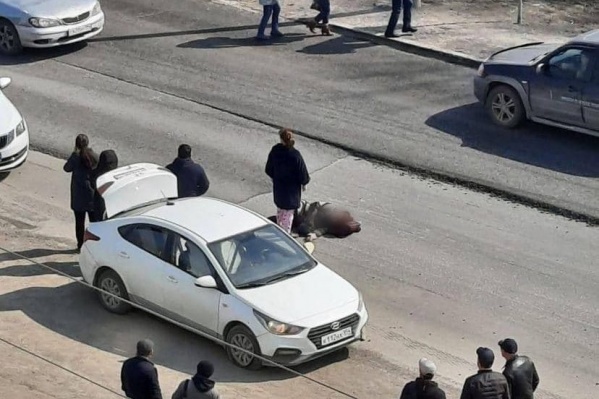 В Ленинском районе «Хендай» сбил женщину на пешеходном переходе — ее увезли в больницу