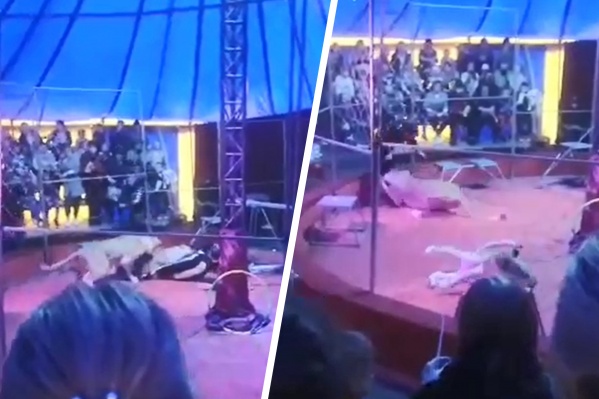 «На арену она больше не выйдет»: львица напала на дрессировщика цирка под Новосибирском