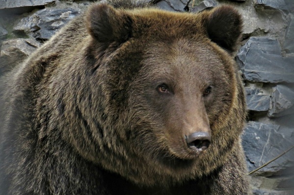 Под Новосибирском медведи бродят прямо у жилых домов. Где их заметили?